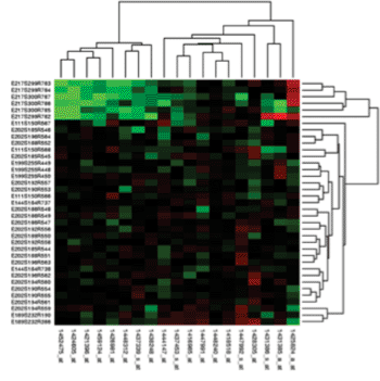 Image: RNA microarray analysis: heat maps of gene expression values show how experimental conditions influenced production (expression) of miRNA for a set of genes. Green indicates reduced expression. Cluster analysis has placed a group of down regulated genes in the upper left corner (Photo courtesy of Wikimedia Commons).